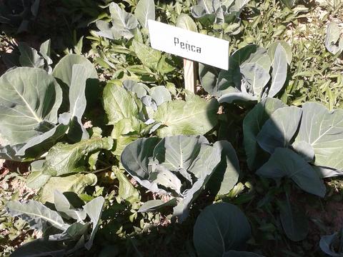 Legumes identificados